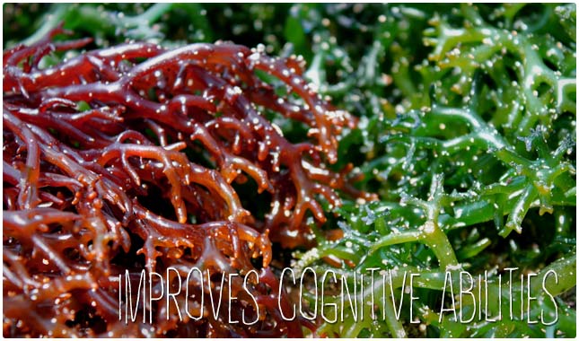 iodine improves cognitive abilities