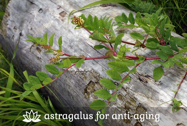 Astragalus for Anti-Aging