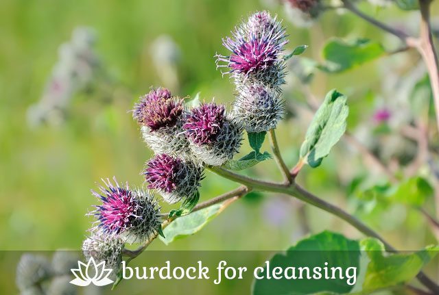 Burdock for Cleansing