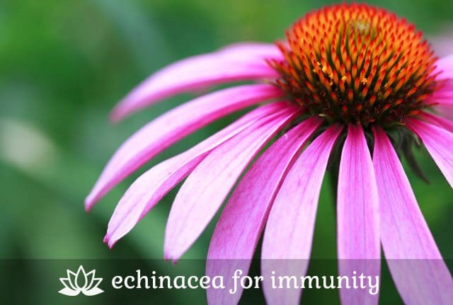 Echinacea for Immunity