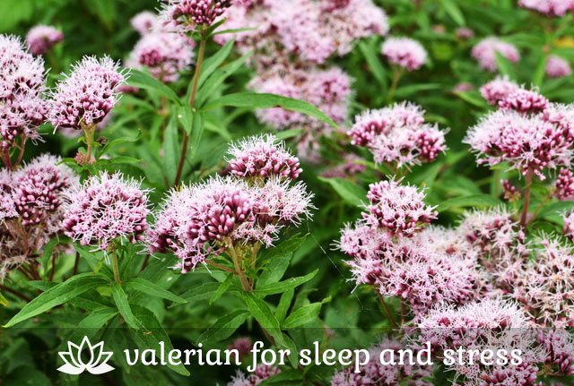 Medicinal Valerian Plant for Sleep and Stress