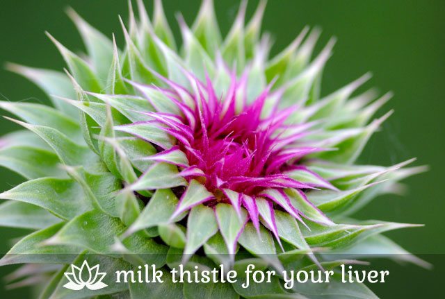 Milk Thistle for Your Liver