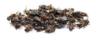 fat burning insects